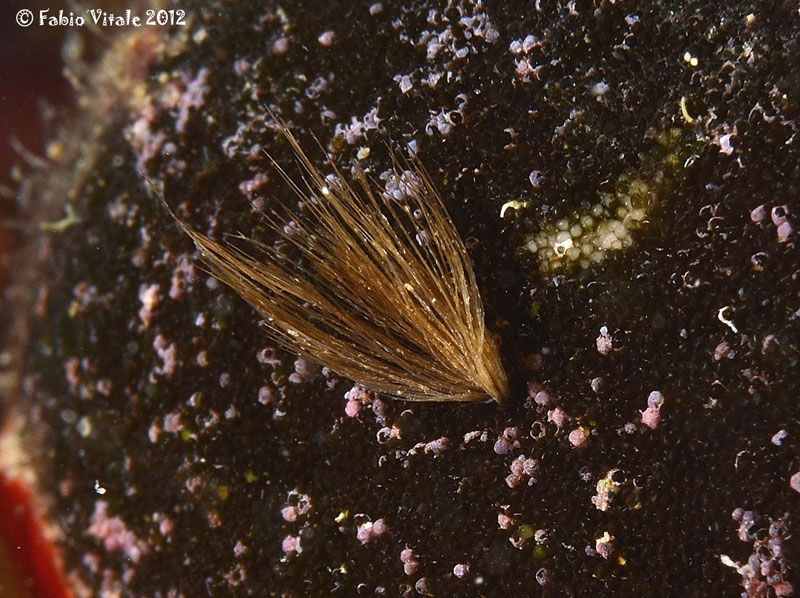 Posidonia oceanica